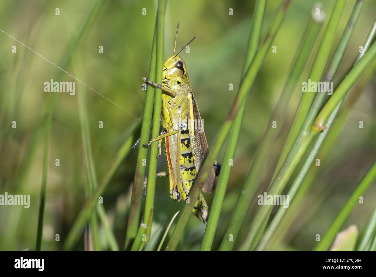 Große Sumpfgrasscheuche (Stethophyma grossum), auf einem Rushstiel sitzend, Nordrhein-Westfalen, Deutschland, Europa Stockfoto