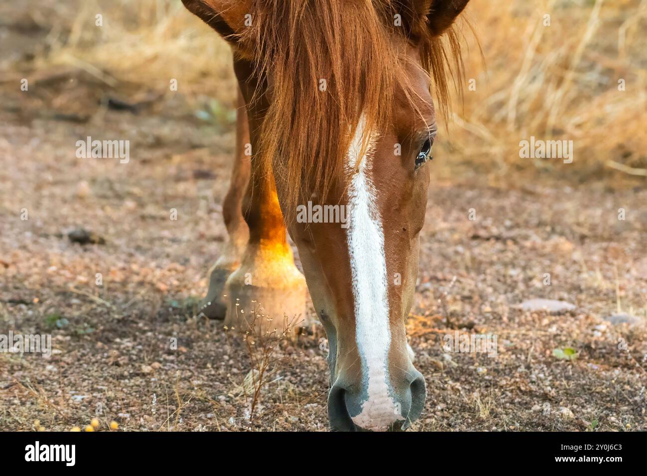 Ich Schnüffle Nur Herum Stockfoto