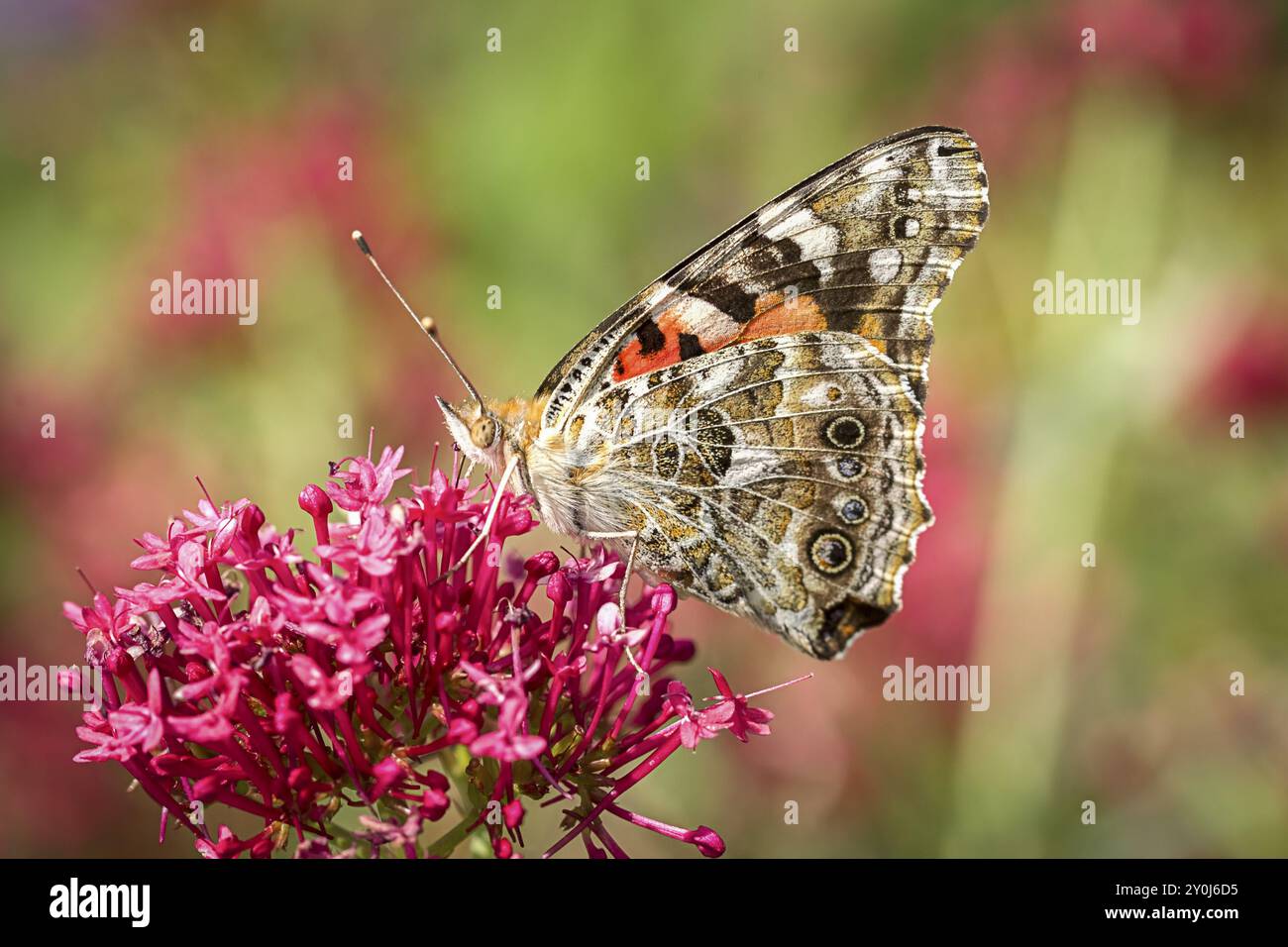 Eine amerikanische Schmetterlingsfrau auf einer Blume hat ihre Flügel oben und zeigt die Unterseite Stockfoto