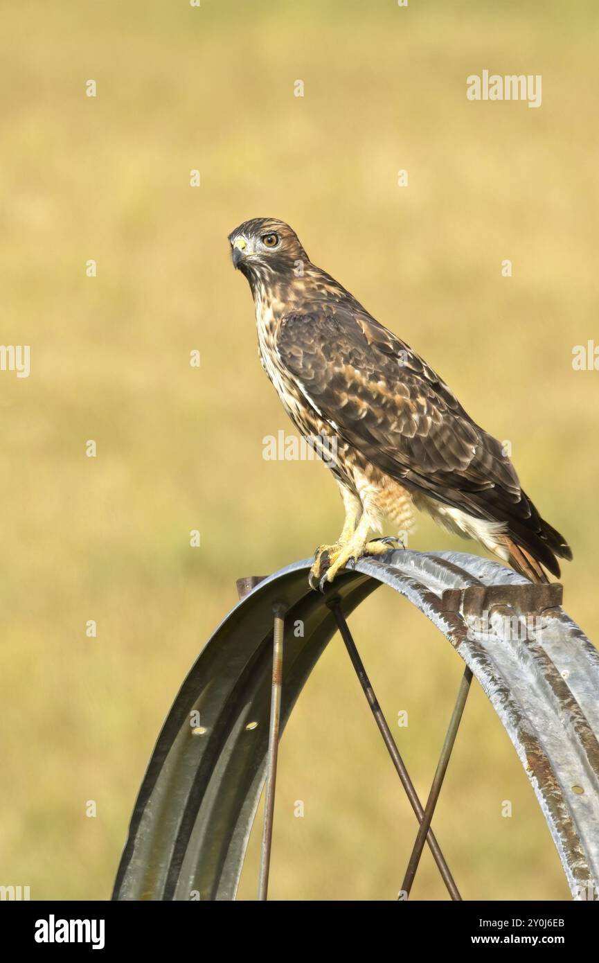 Ein wunderschöner Falke mit rauen Beinen sitzt auf einem Bewässerungsrad und sucht nach seiner nächsten Mahlzeit in Nord-Idaho Stockfoto