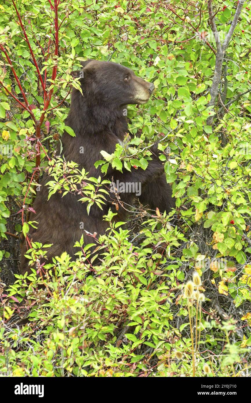 Ein weiblicher Schwarzbär ist in den Beerenbüschen und isst Beeren im Westen Montanas Stockfoto