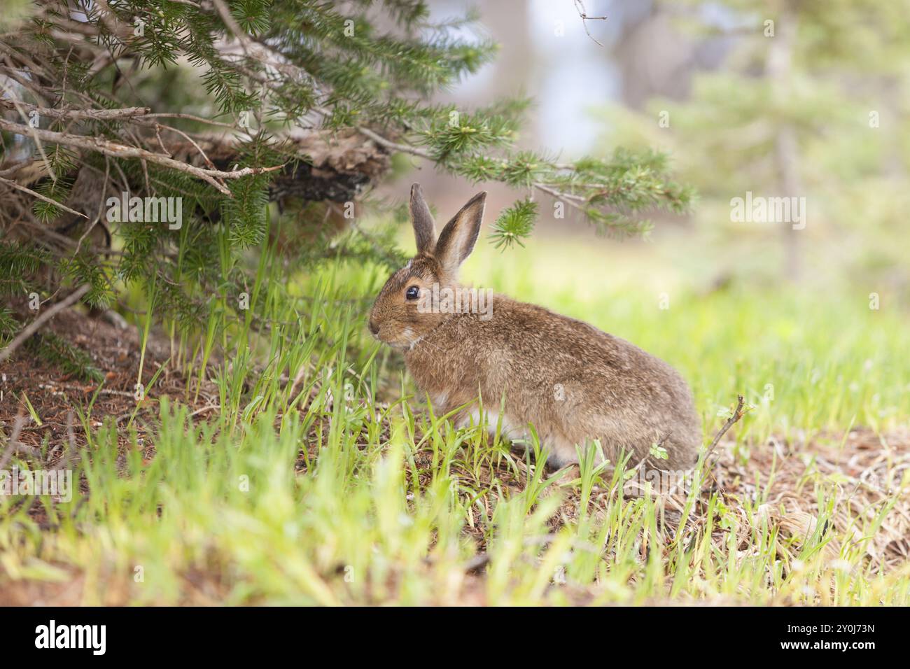 Ein Schneeschuhhase, Lepus americanus, ernährt sich im Frühsommer auf Hurricane Ridge, Washington Stockfoto