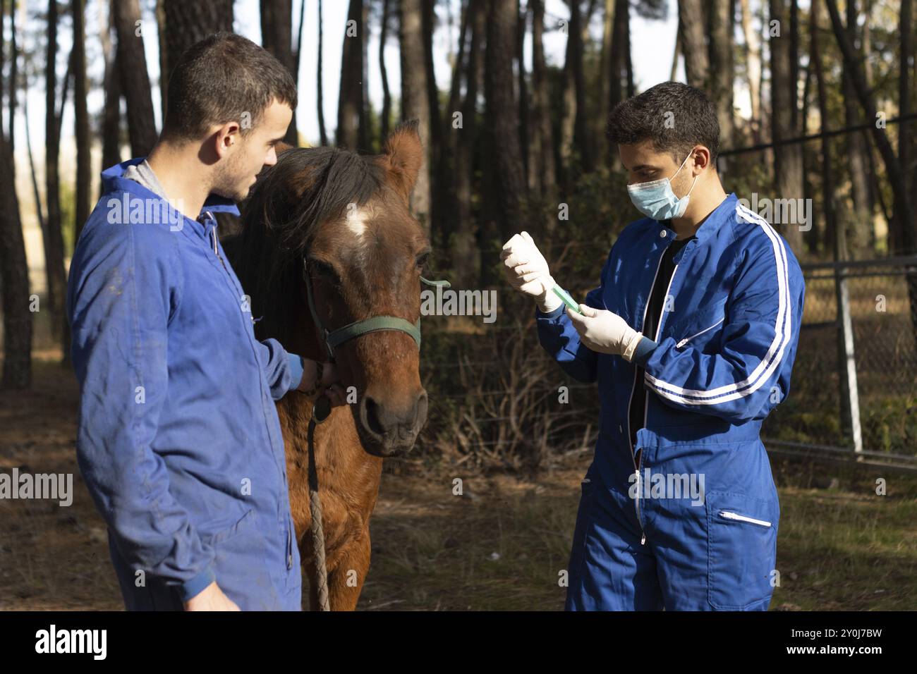 Tierarztpaare in Uniform, die einem braunen Pferd einen Impfstoff geben Stockfoto