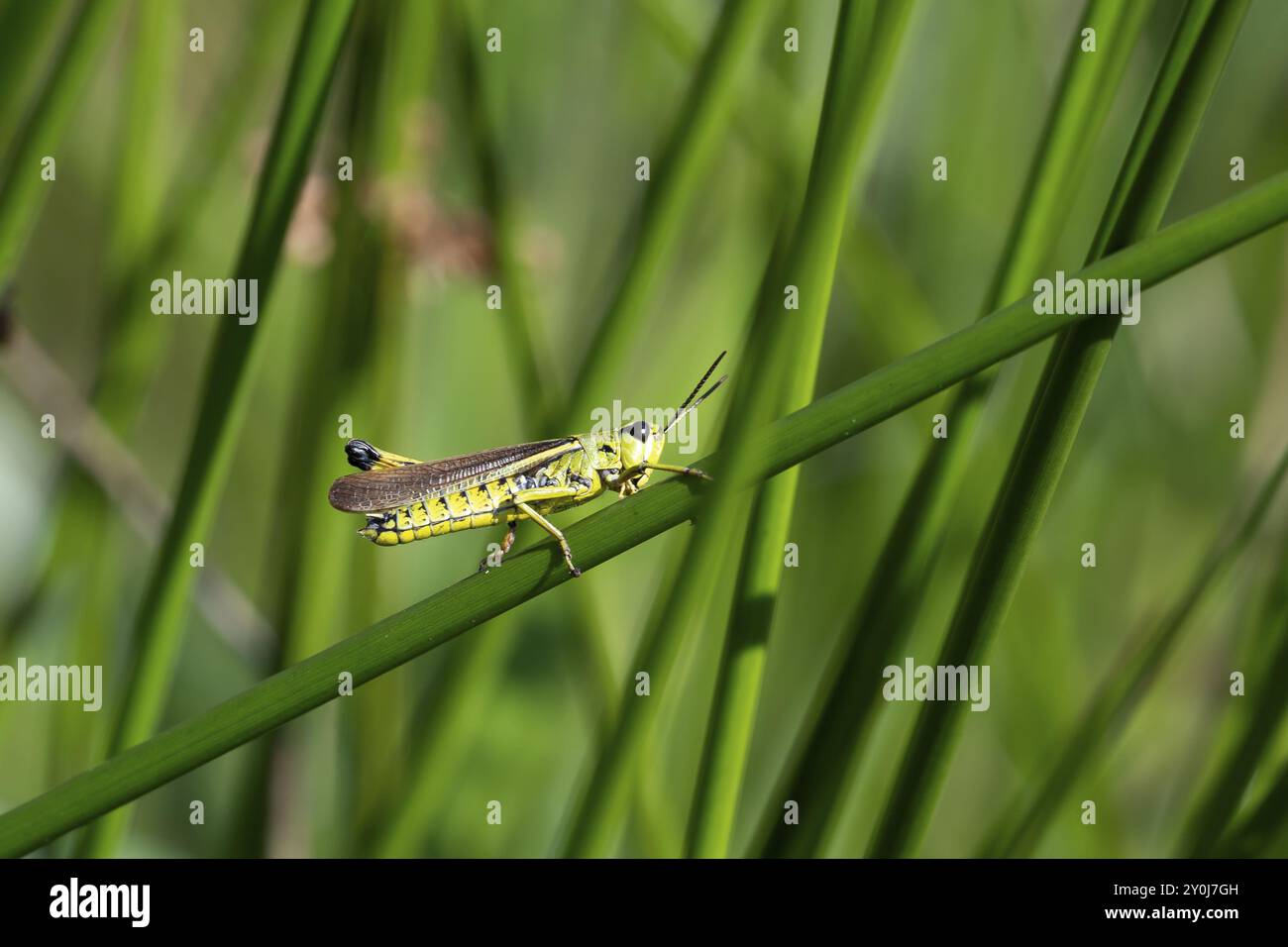 Große Sumpfgrasscheuche (Stethophyma grossum), auf einem Rushstiel sitzend, Nordrhein-Westfalen, Deutschland, Europa Stockfoto