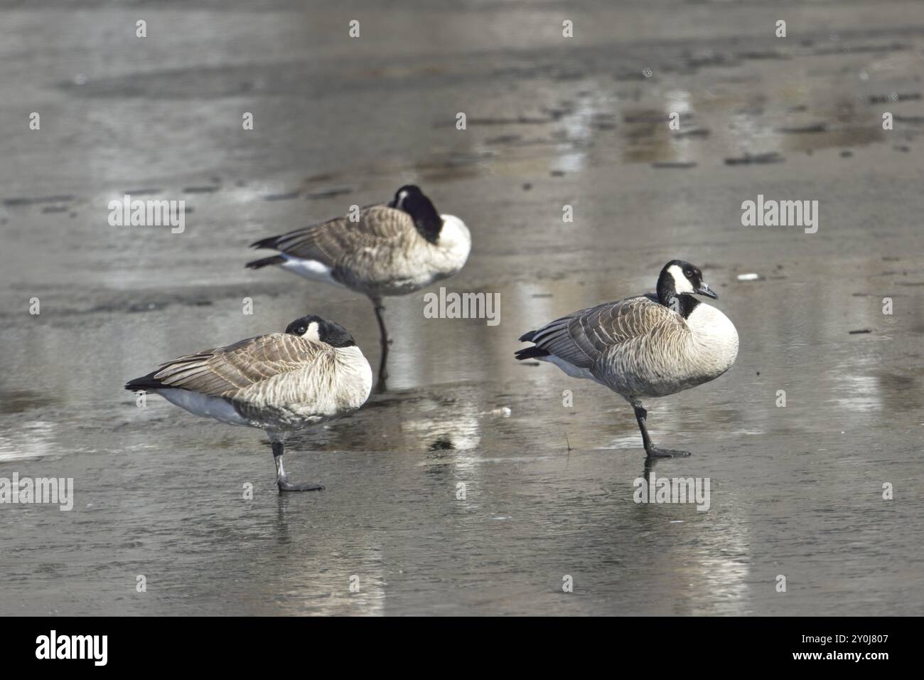 Drei kanadische Gänse stehen auf einem gefrorenen Teich in der Nähe von Hauser, Idaho Stockfoto