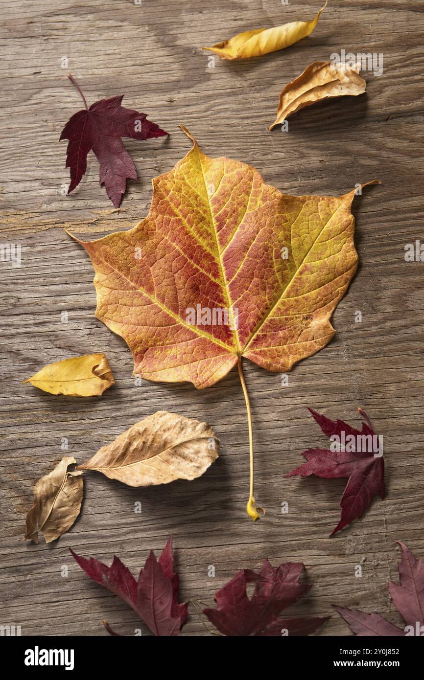 Verschiedene Blätter in wechselnder Farbe auf einem Holzbrett Stockfoto