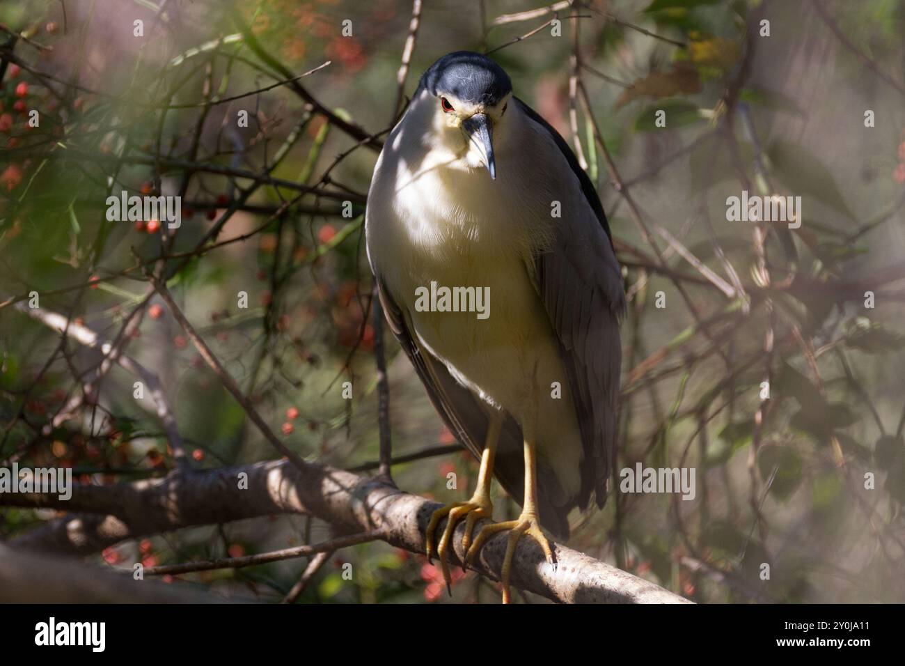 Ein Schwarzgekrönter Nachtreiher (Nycticorax nycticorax) in einem Park in Kanagawa, Japan Stockfoto