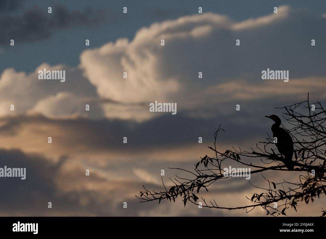 Ein japanischer Kormoran (Phalacrocorax capillatus) in einem Baum in Silhouette. Kanagawa, Japan. Stockfoto