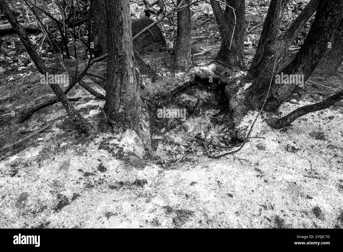 Aus nächster Nähe sehen Sie eine Gruppe von Eichen nach dem Waldbrand im Tieton River Canyon, Washington. Stockfoto