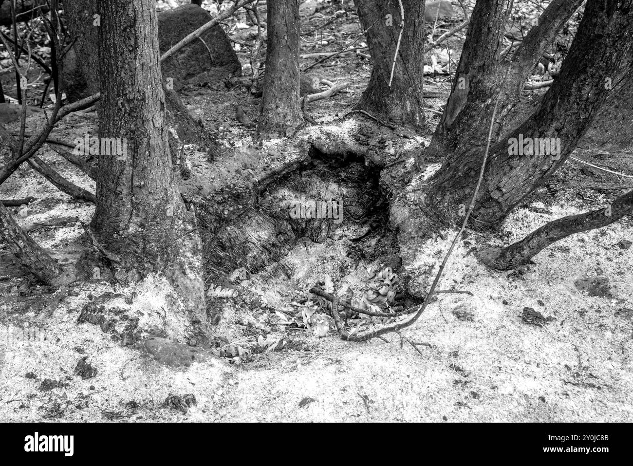 Aus nächster Nähe sehen Sie eine Gruppe von Eichen nach dem Waldbrand im Tieton River Canyon, Washington. Stockfoto