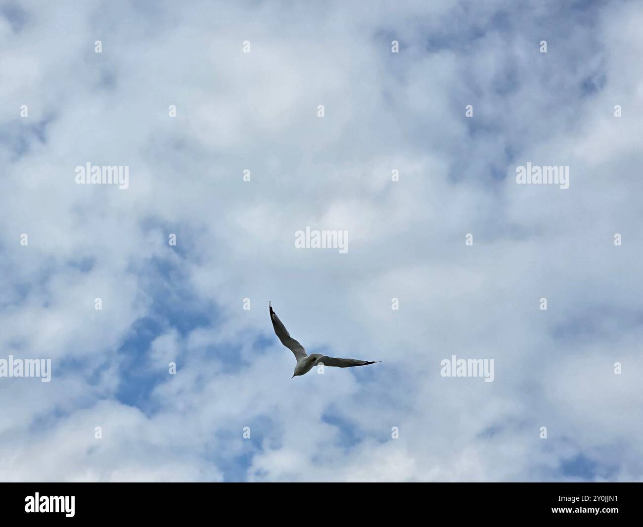 Möwe im Flug Stockfoto