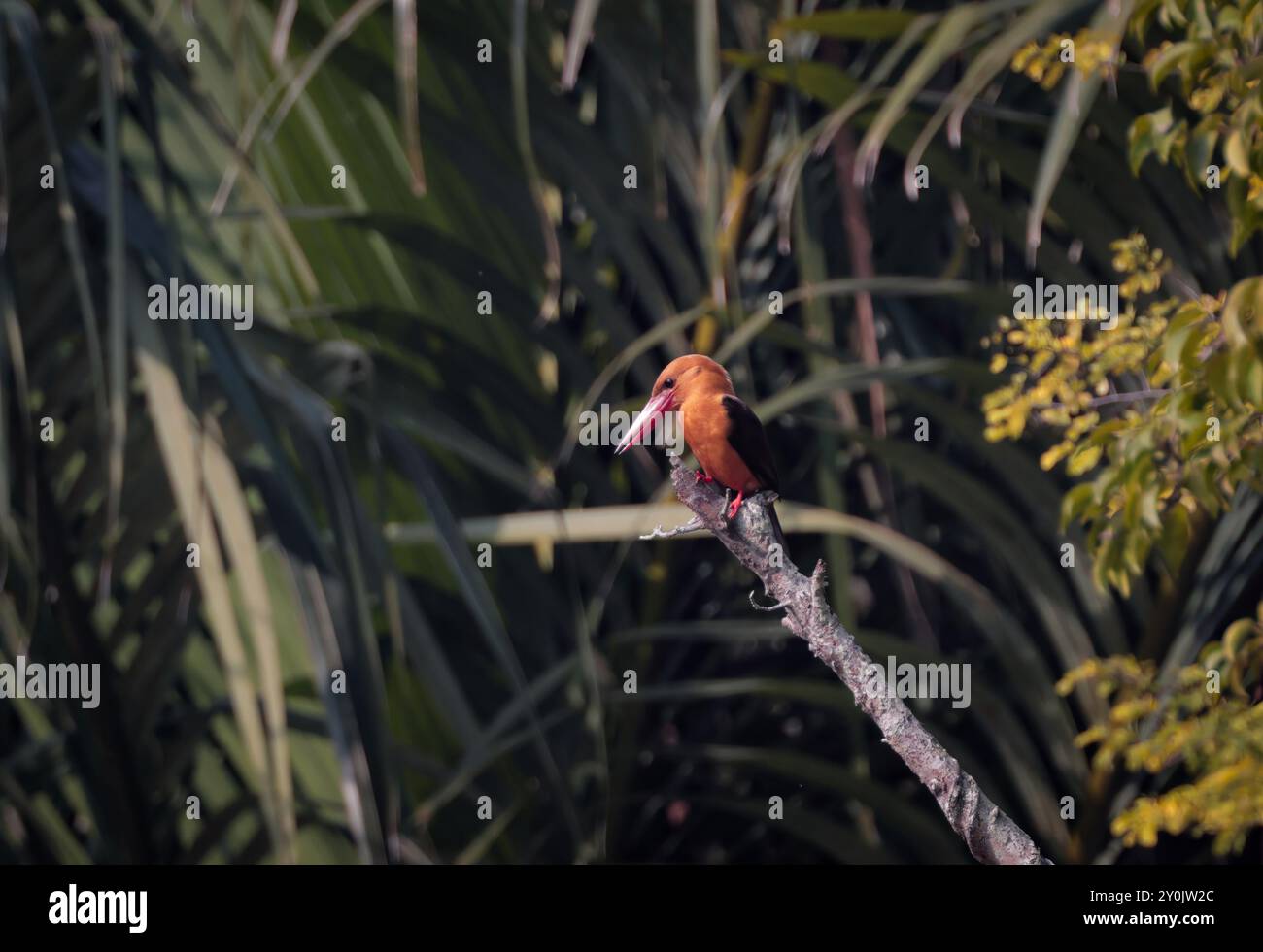 Brauner geflügelter eisvogel im Mangrovenwald Sundarbans. Stockfoto