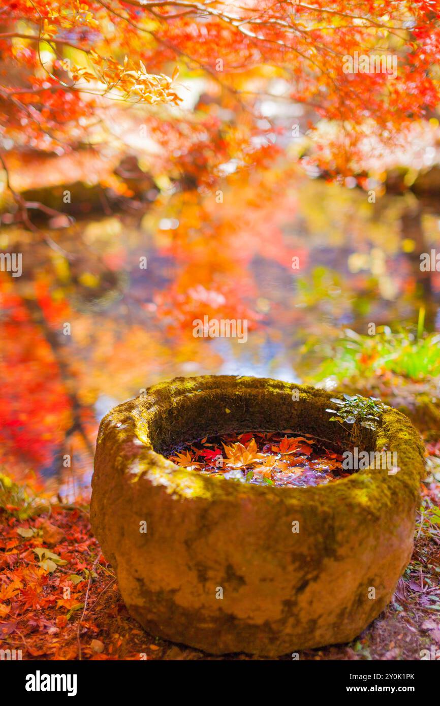 Ahorn-Blätter Stockfoto