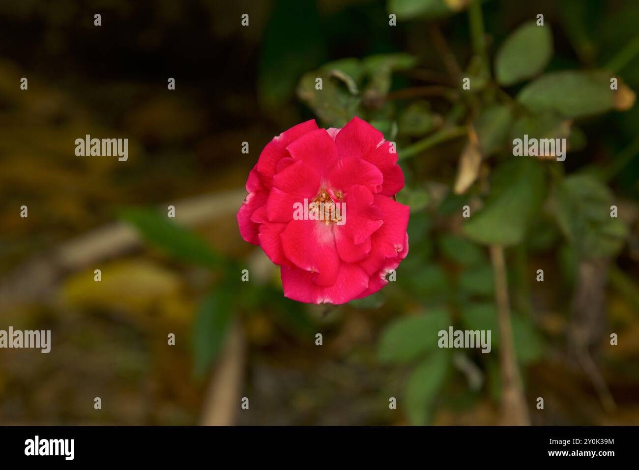 Rosenblume blüht im Garten. Selektiver Fokus. Kopierbereich. Stockfoto