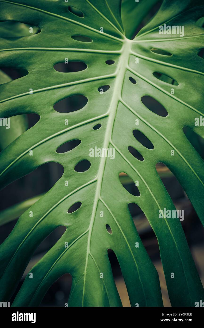philodendron white wave birkin Philodendron birkin, 