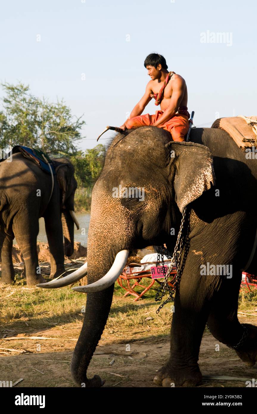 Die bunte Elefantenrunde in Surin, Thailand. Stockfoto