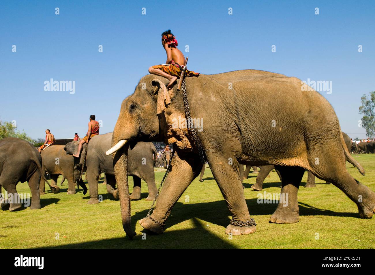 Die bunte Elefantenrunde in Surin, Thailand. Stockfoto