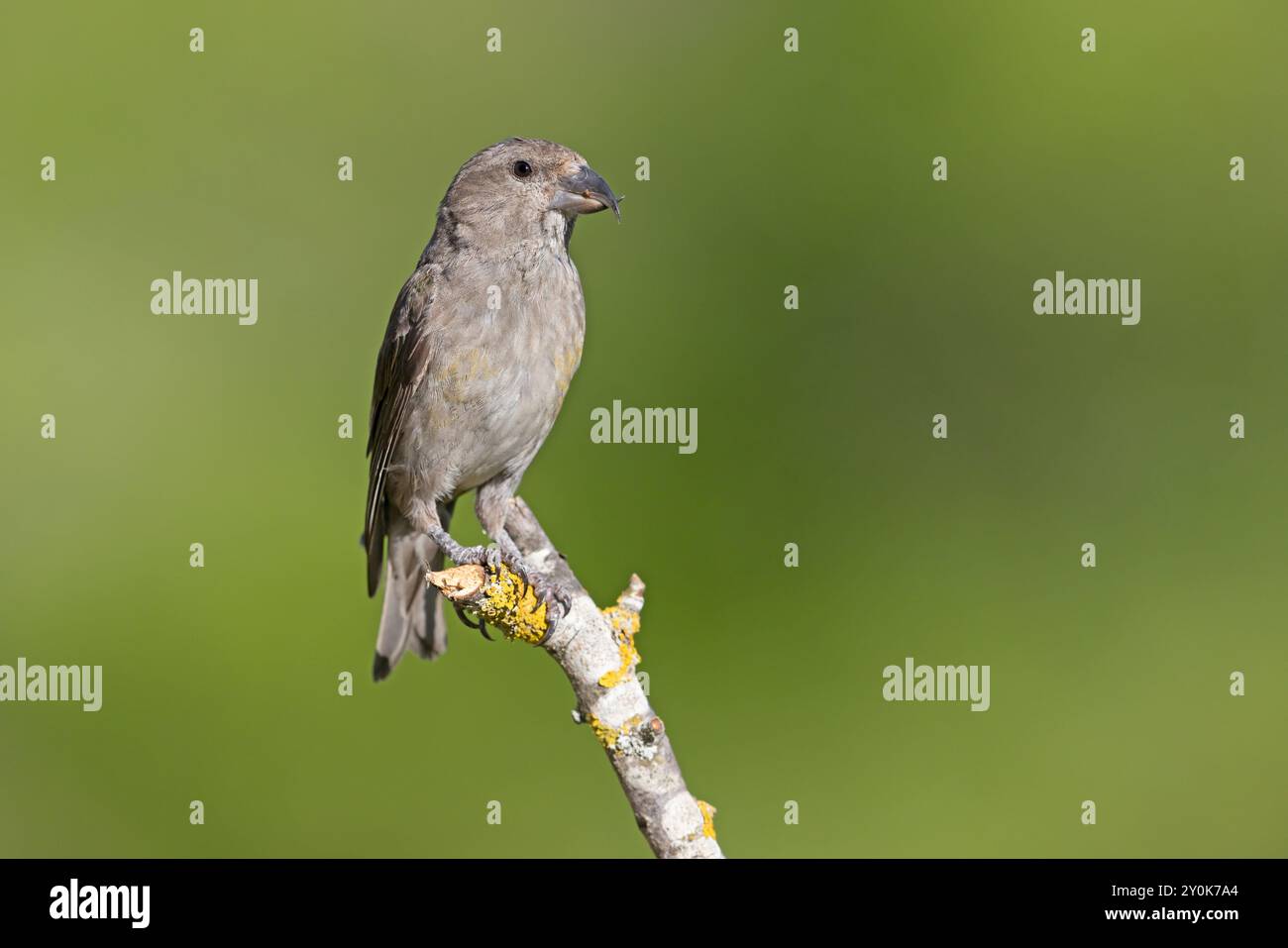 Crossbill Gran Sasso Nationalpark, Italien, Juni 2021 Stockfoto