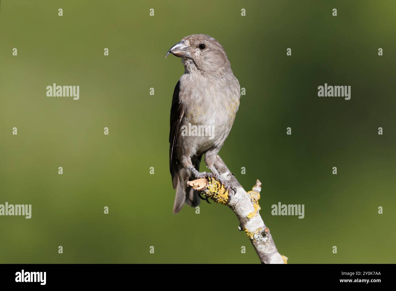 Crossbill, Gran Sasso Nationalpark, Italien, Juni 2021 Stockfoto