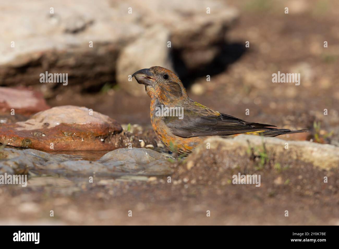 Crossbill Gran Sasso Nationalpark, Italien, Juni 2021 Stockfoto
