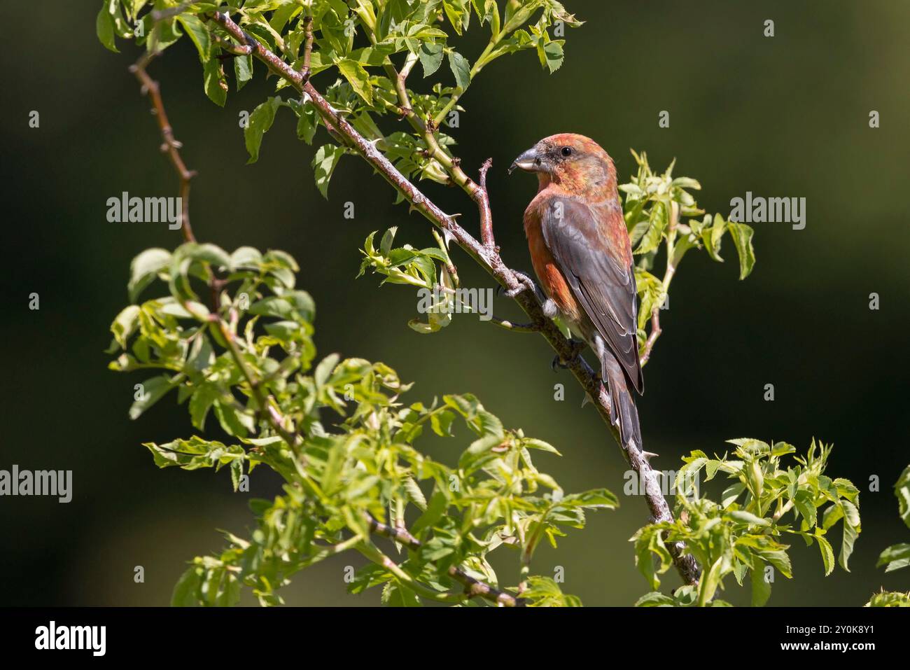 Crossbill Gran Sasso Nationalpark, Italien, Juni 2021 Stockfoto