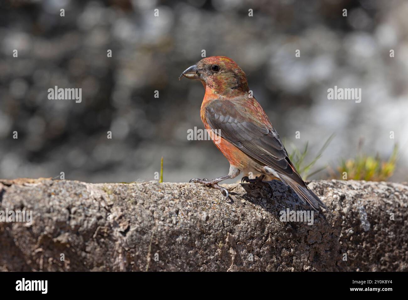 Crossbill Gran Sasso Nationalpark, Italien, Juni 2021 Stockfoto