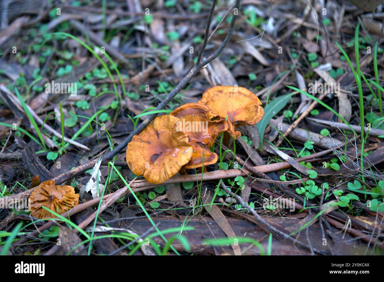 Es gibt viele Pilze ohne gemeinsame Namen - weil sie nicht üblich sind. Das ist Podoscypha Petalodes, der auf Gummibaumwurzeln wächst. Stockfoto