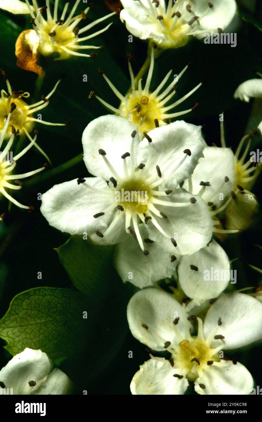 Es gibt mehrere Arten von Leptospermum, alle bis auf eine sind Küstenarten. Dieser Stacheltee-Baum (Continentale) ist eine Waldart. Mullum Mullum Creek. Stockfoto