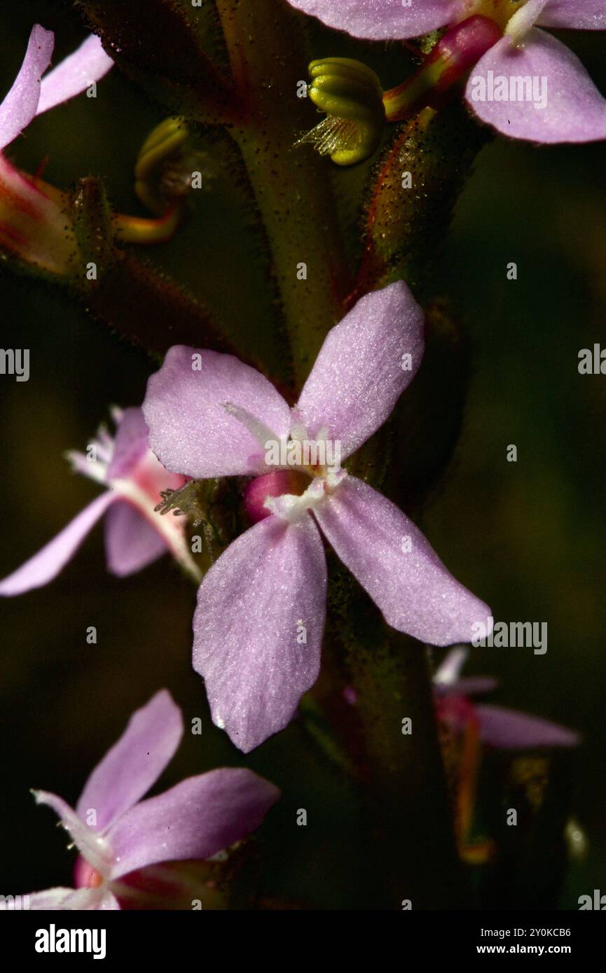 Triggerpflanzen (Stylidium) haben eine ungewöhnliche Art, sich bestäuben zu lassen – wenn ein Insekt auf der Blume landet, wird ein Trigger entzündet und mit Pollen bedeckt. Stockfoto