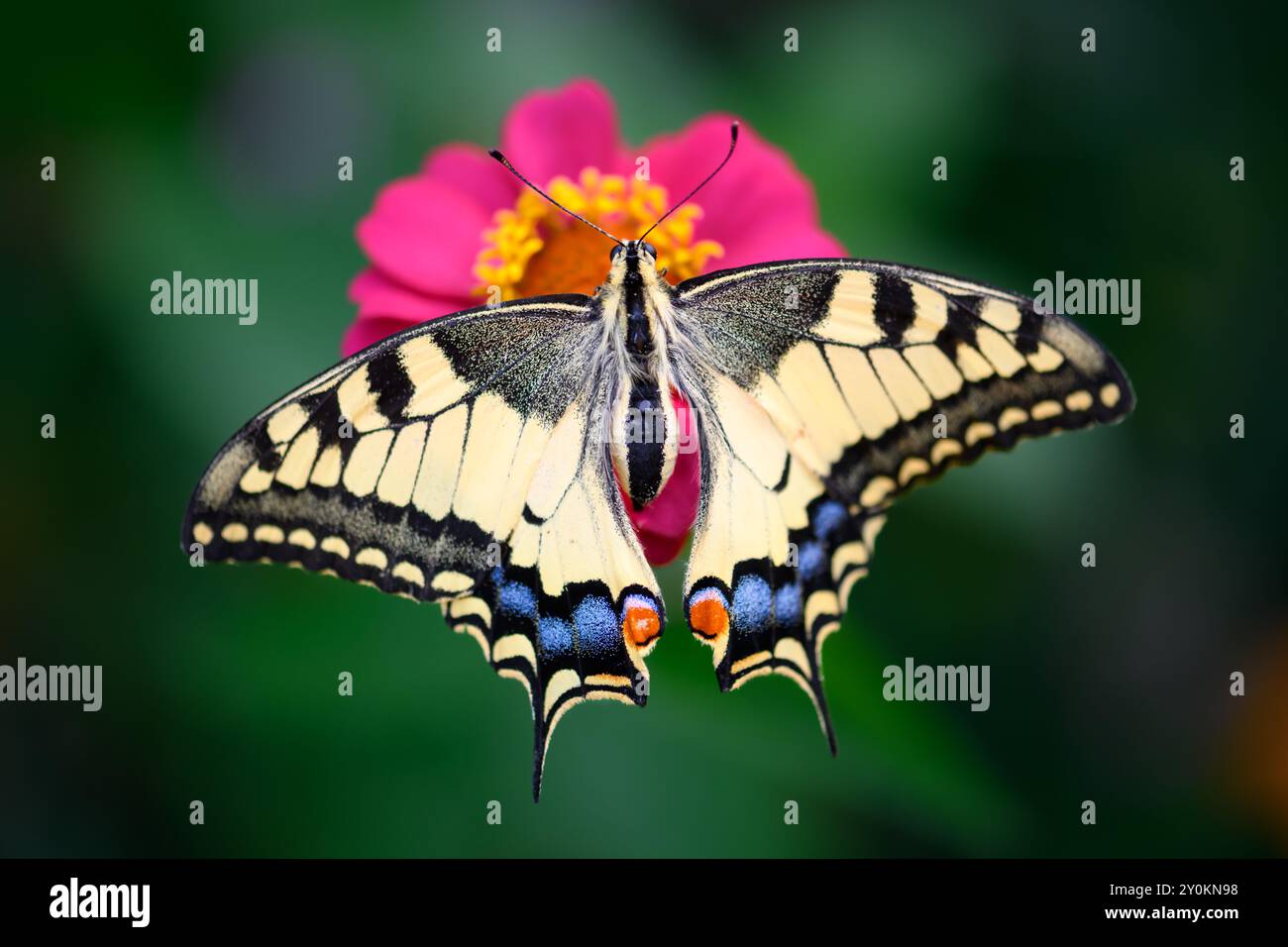 Makroaufnahme des wunderschönen Schwalbenschwanz-Schmetterlings (Papilio machaon) auf rosa Blume Nahaufnahme Stockfoto Makroaufnahme des wunderschönen Schwalbenschwanz-Schmetterlings (Papilio machaon) auf rosa Blume Nahaufnahme Stockfoto