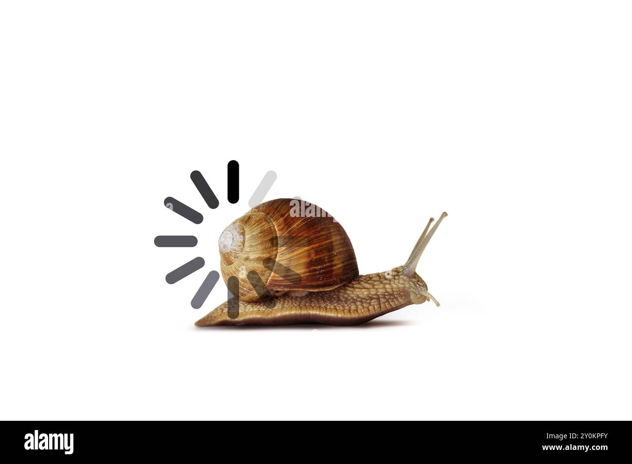Schnecke mit langsamem Ladebalken auf weißem Hintergrund – Konzept der langsamen Geschwindigkeit Stockfoto