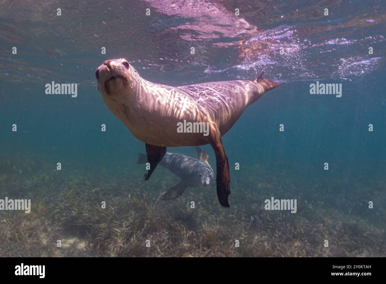 Australische Seelöwen im Seegras Stockfoto