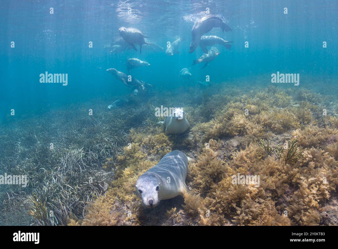 Australische Seelöwen im Seegras Stockfoto