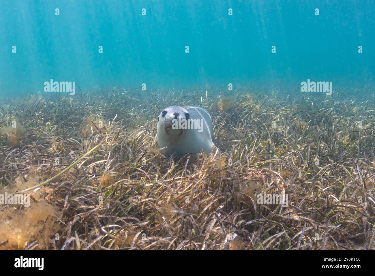 Australische Seelöwen im Seegras Stockfoto