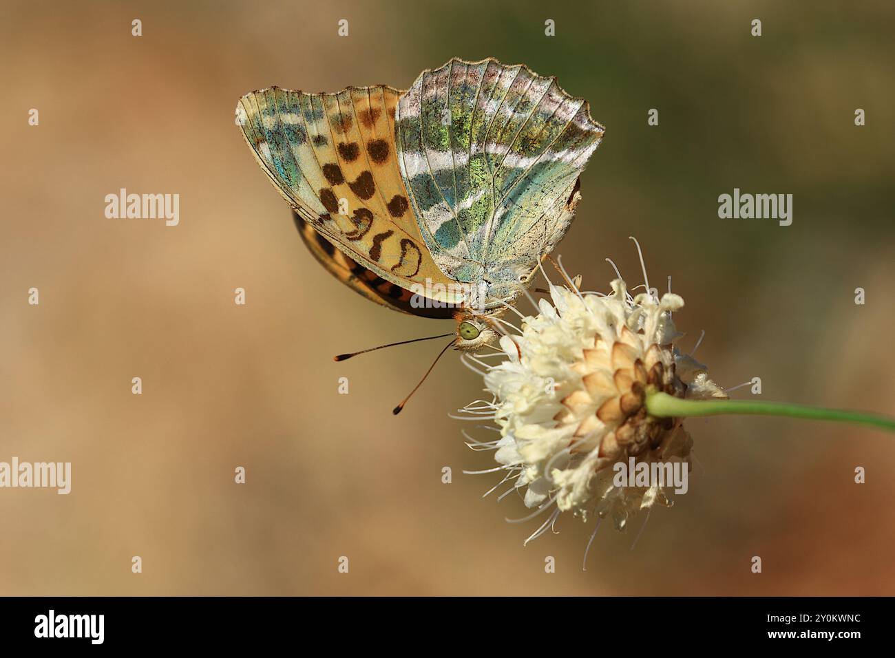 Makrofoto des Schmetterlings in der Natur Stockfoto