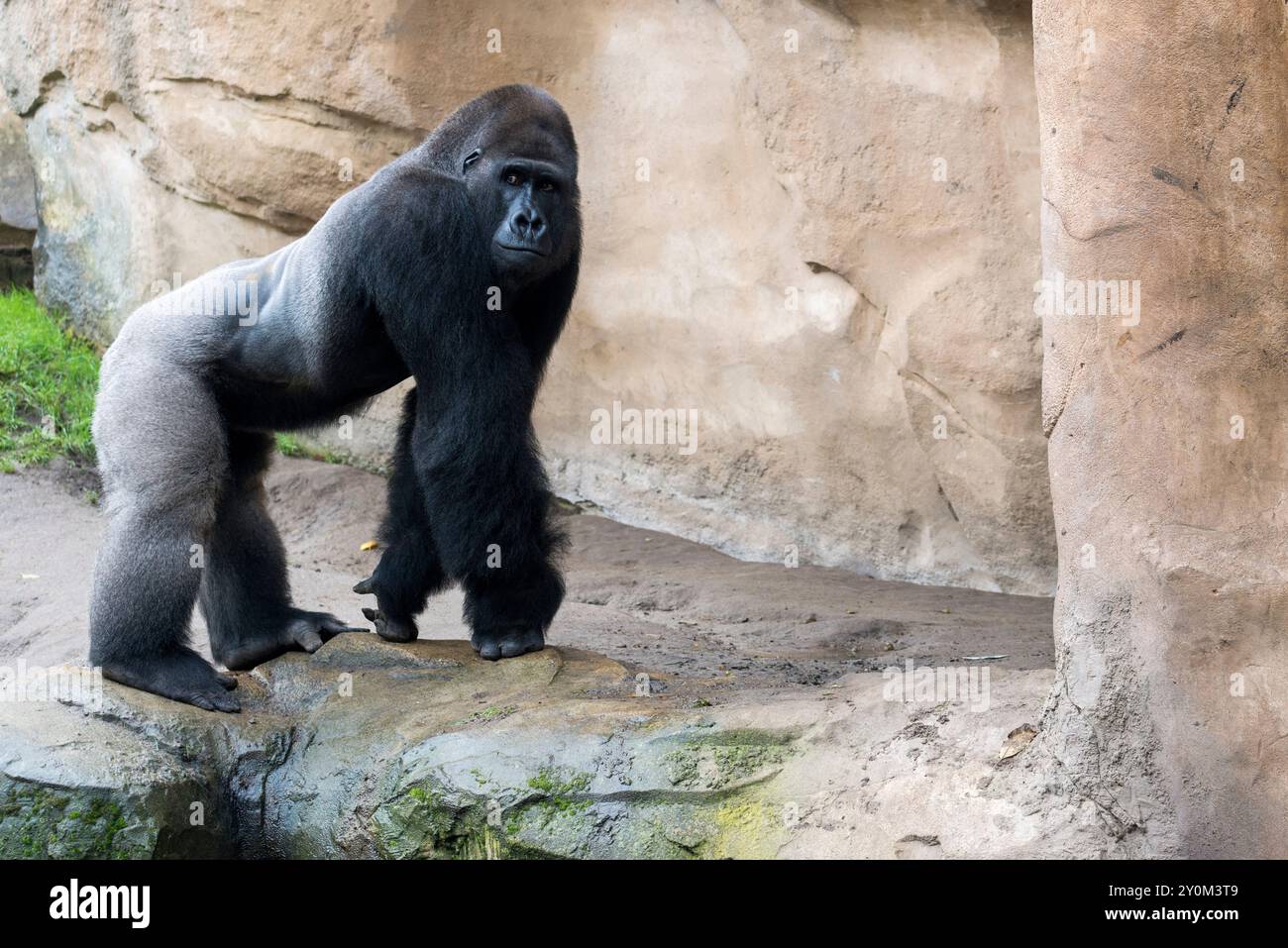 Auf einem Felsen im Zoo Hannover steht ein Silberrücken-Gorilla (Gorilla g. gorilla). Stockfoto