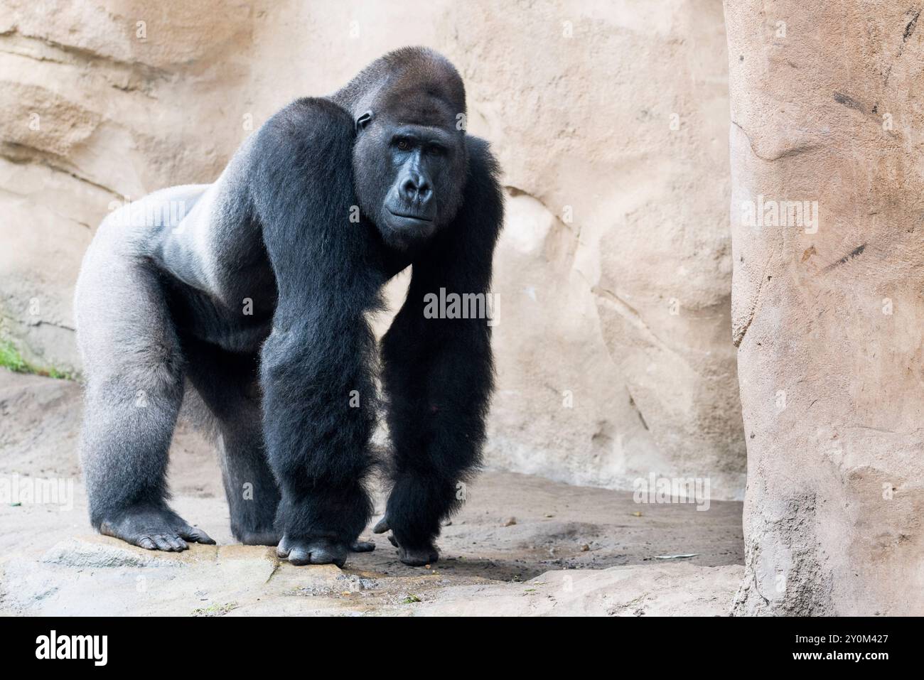 Auf einem Felsen im Zoo Hannover steht ein Silberrücken-Gorilla (Gorilla g. gorilla). Stockfoto