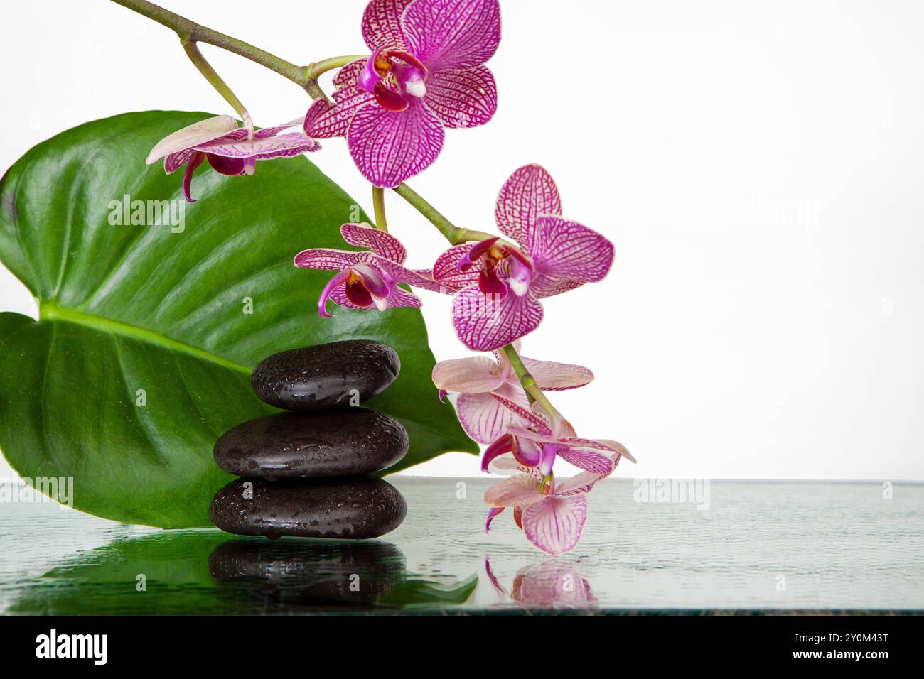 Orchideenblumen mit Spa-Steinen und großem Blatt Stockfoto
