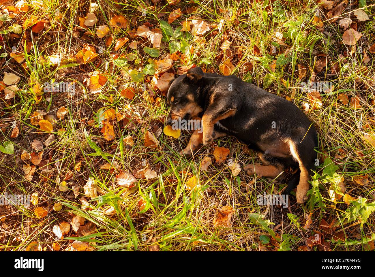 Schlafender Hündchen auf Herbstlaub Stockfoto