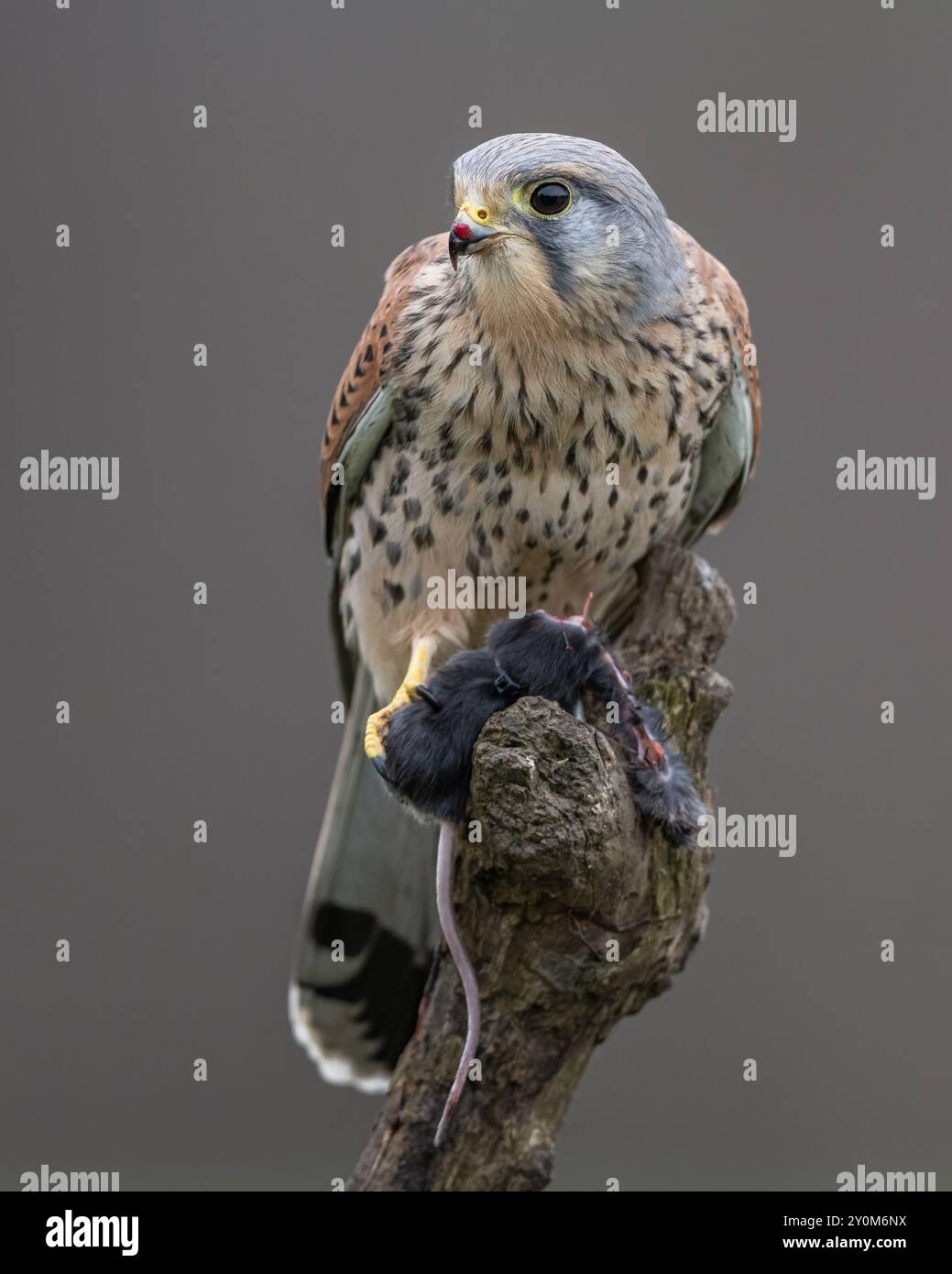 Kestrel – Männlich Stockfoto