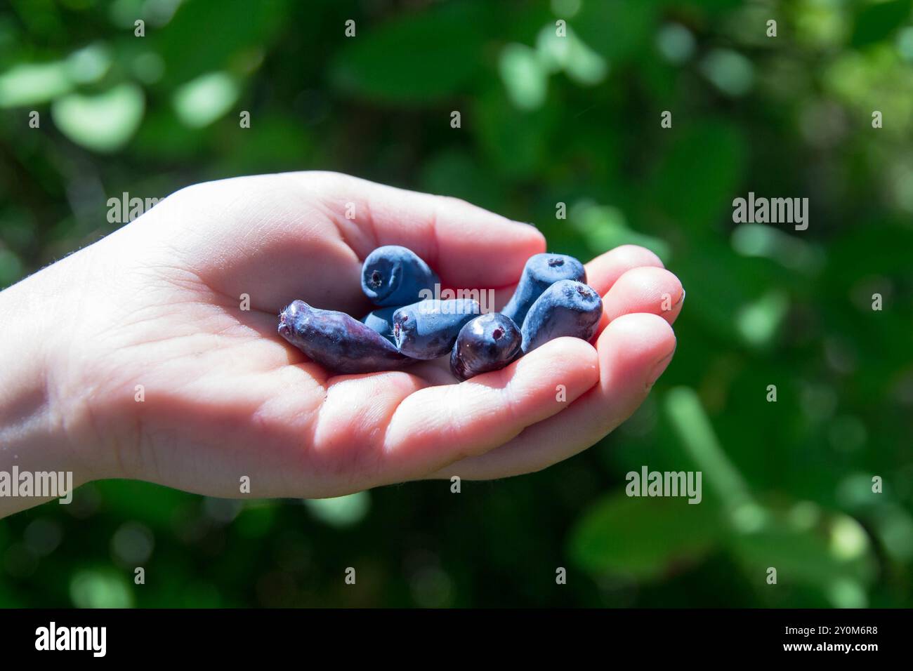 Nahaufnahme von Honeyberry (Lonicera caerulea var. Kamtschatica), Fruchtbeeren in der Kinderhand Stockfoto