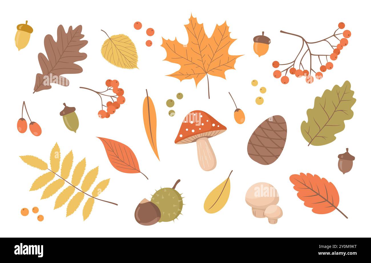Satz von Herbstpflanzen. Blätter, Beeren, Pilze, Eicheln und Kastanien auf weißem Hintergrund. Illustration des flachen Vektors Stock Vektor