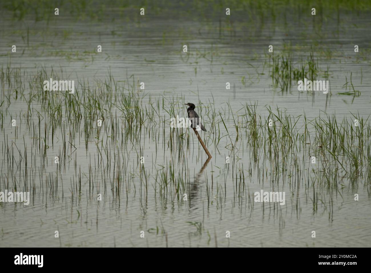 Ein einsamer kleiner Kormoran, der während der Monsune in Mangalore, Karnataka, Indien, auf einem Pfosten stand. Auch Microcarbo niger genannt. Stockfoto