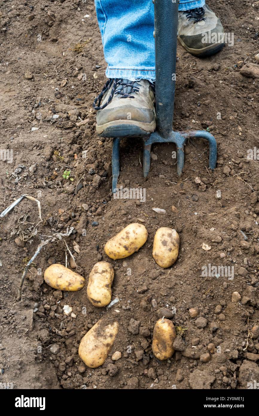Frau, die Charlotte Kartoffeln in ihrem Gemüsegarten oder in ihrem Kleingarten ausgräbt. Stockfoto