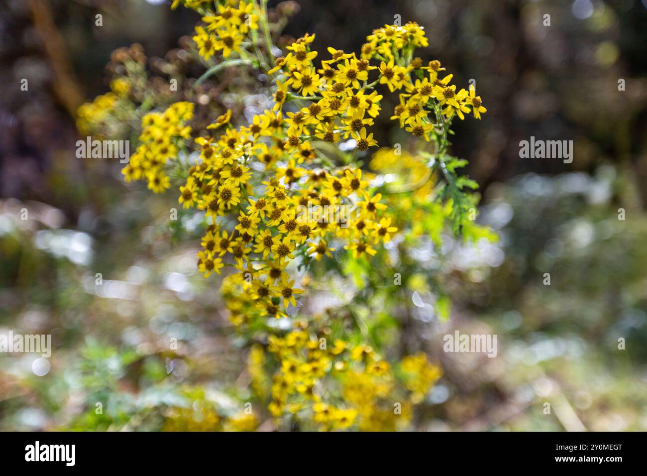 Die leuchtend gelben Blüten des Senecio laetus, einer in Bhutan heimischen Pflanze, blühen entlang der Lungchutse Wanderung in Thimphu. Stockfoto