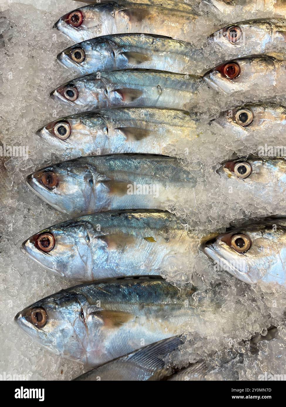 Haufen von frischem Salzwasserfisch zum Verkauf auf dem Frischmarkt. Stockfoto