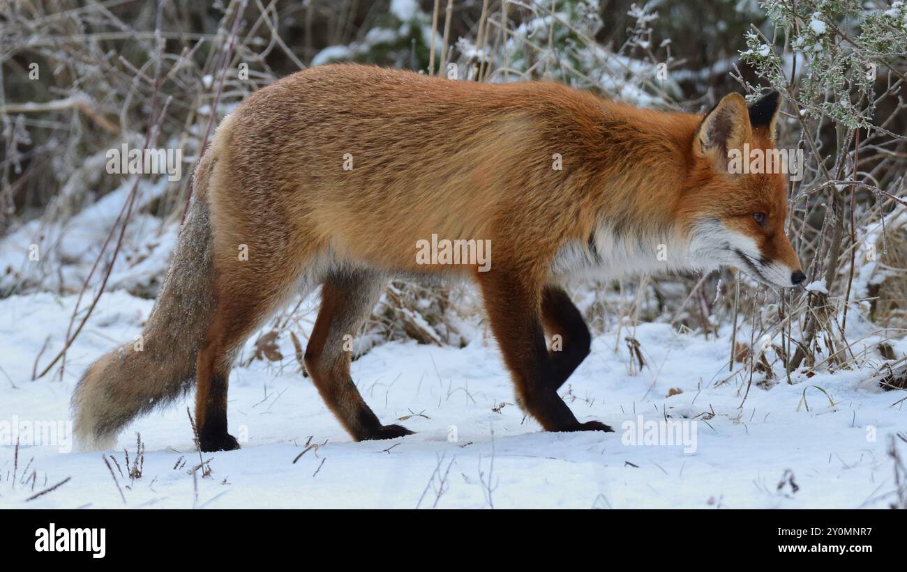 Rotfuchs im Winter Stockfoto