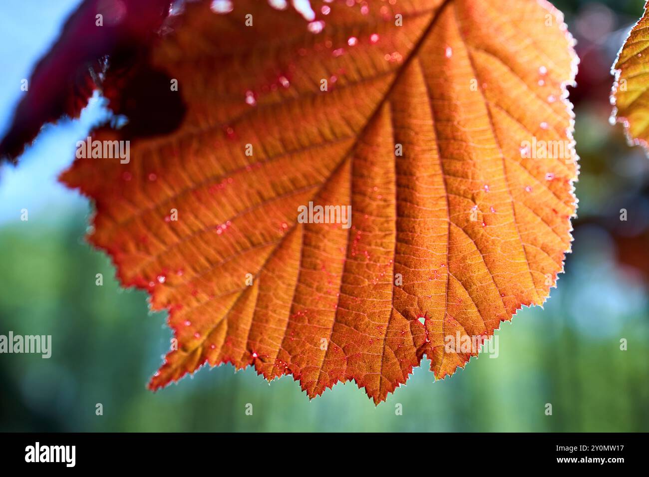 Corylus maxima oder filbert-Haselnussart in der Birkenfamilie Betulaceae, die in Südosteuropa und Südwestasien beheimatet ist. Corylus maxima Leaf schließen Stockfoto