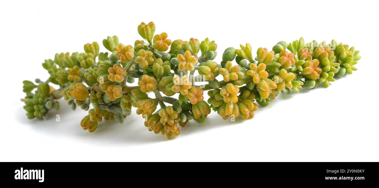 Zygophyllum fontanesii-Pflanze isoliert auf weiß Stockfoto