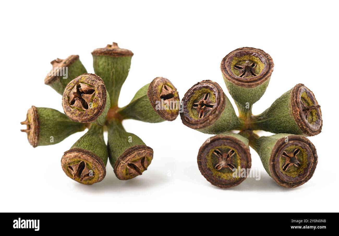 Auf weißem Grund isolierte Eukalyptusfrüchte Stockfoto